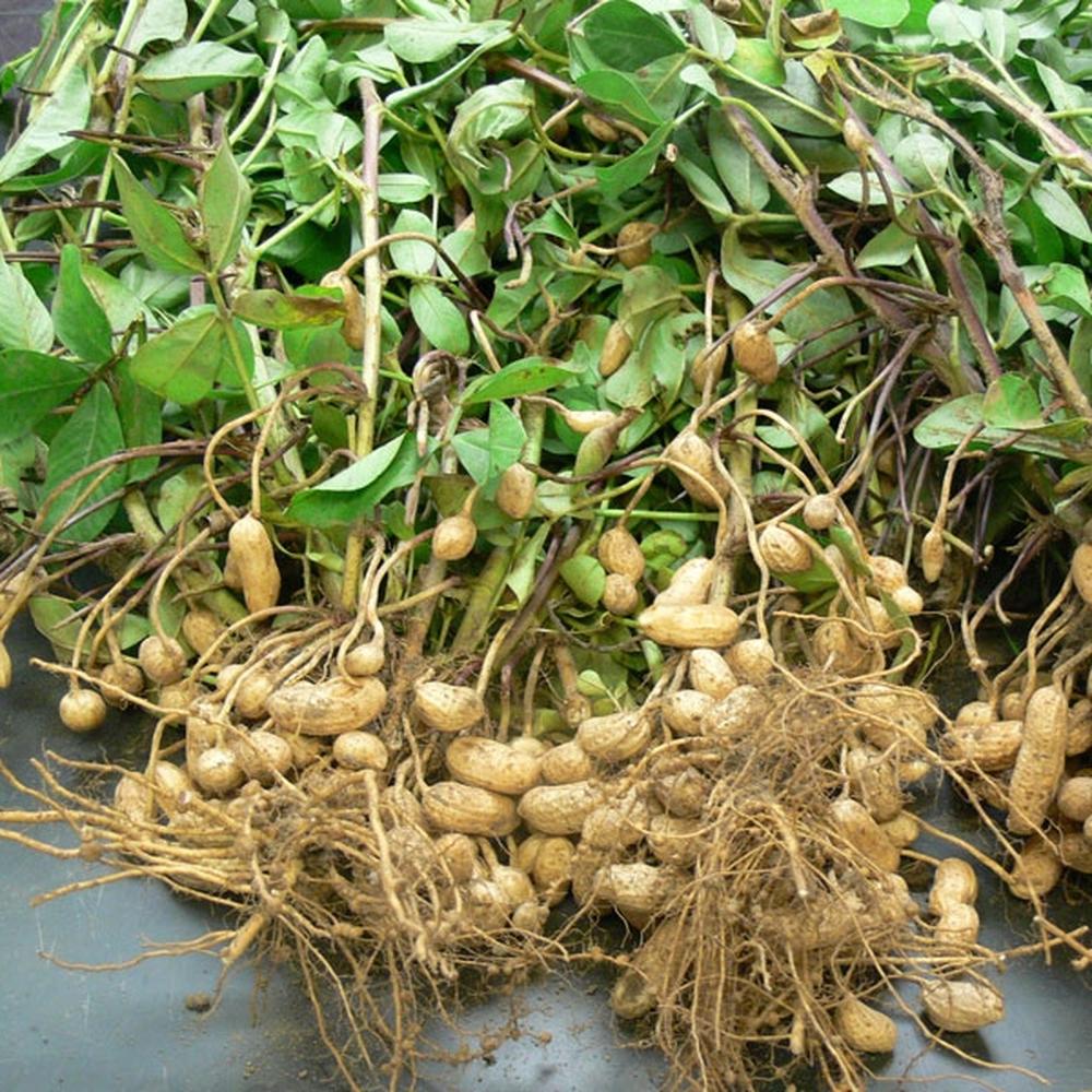 Peanut Seeds