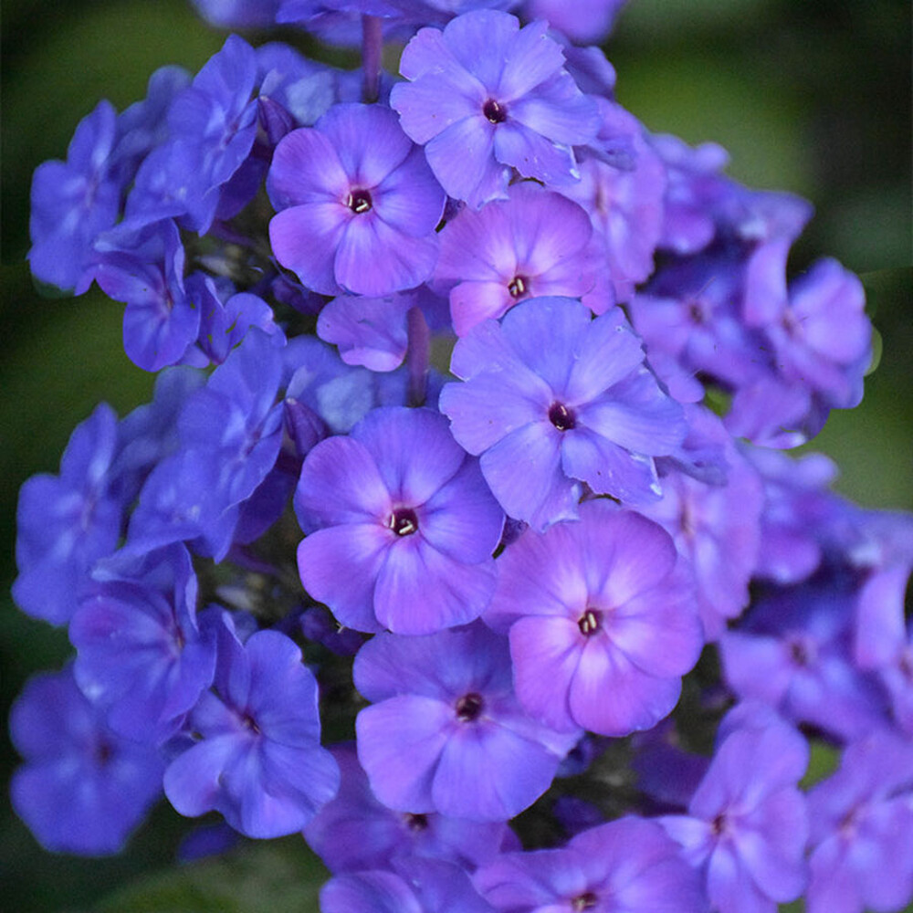 Annual Phlox Seeds - Beauty Blue
