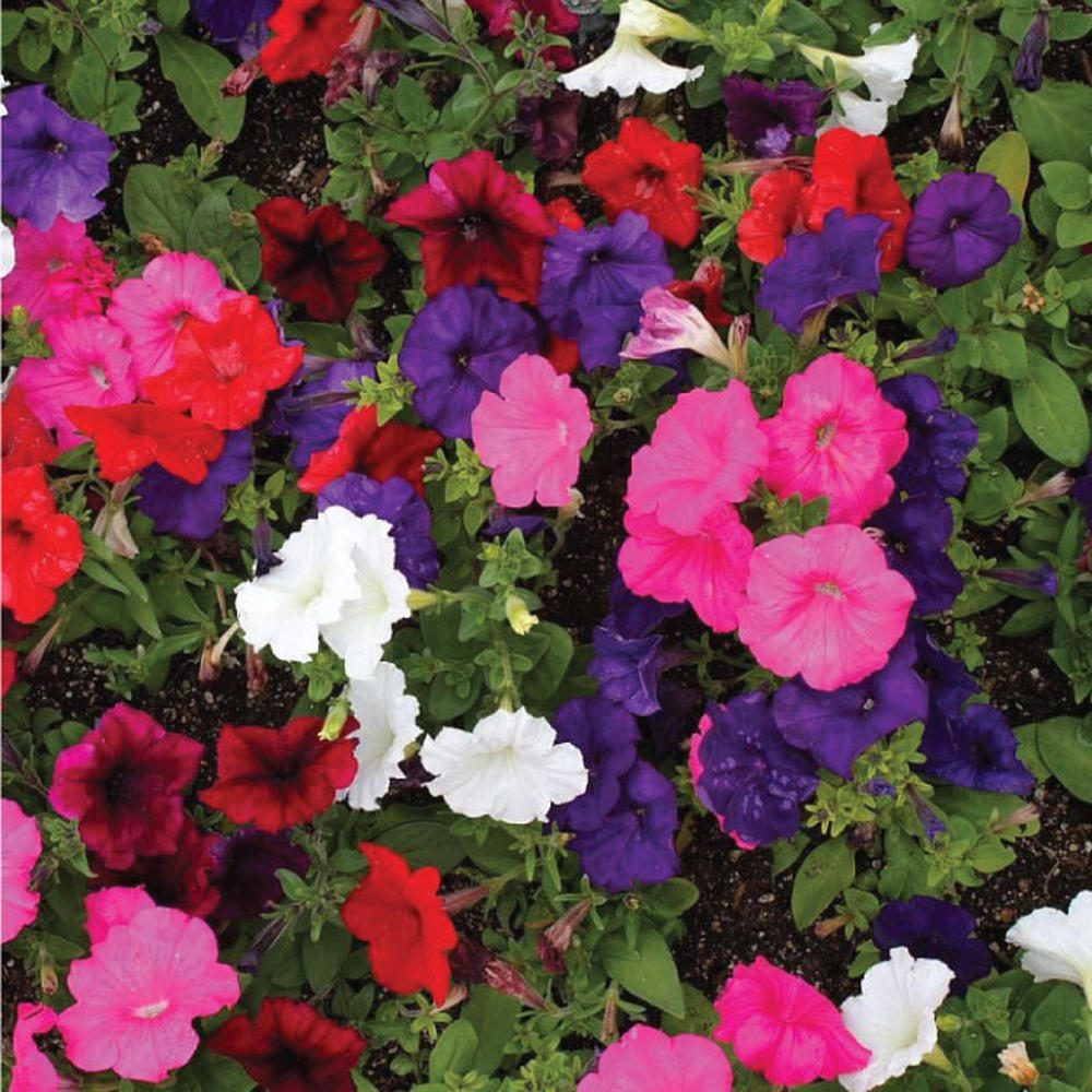 Petunia - Dwarf Mix