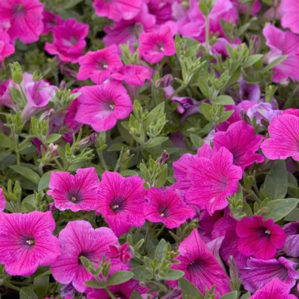 Petunia - Rose of Heaven