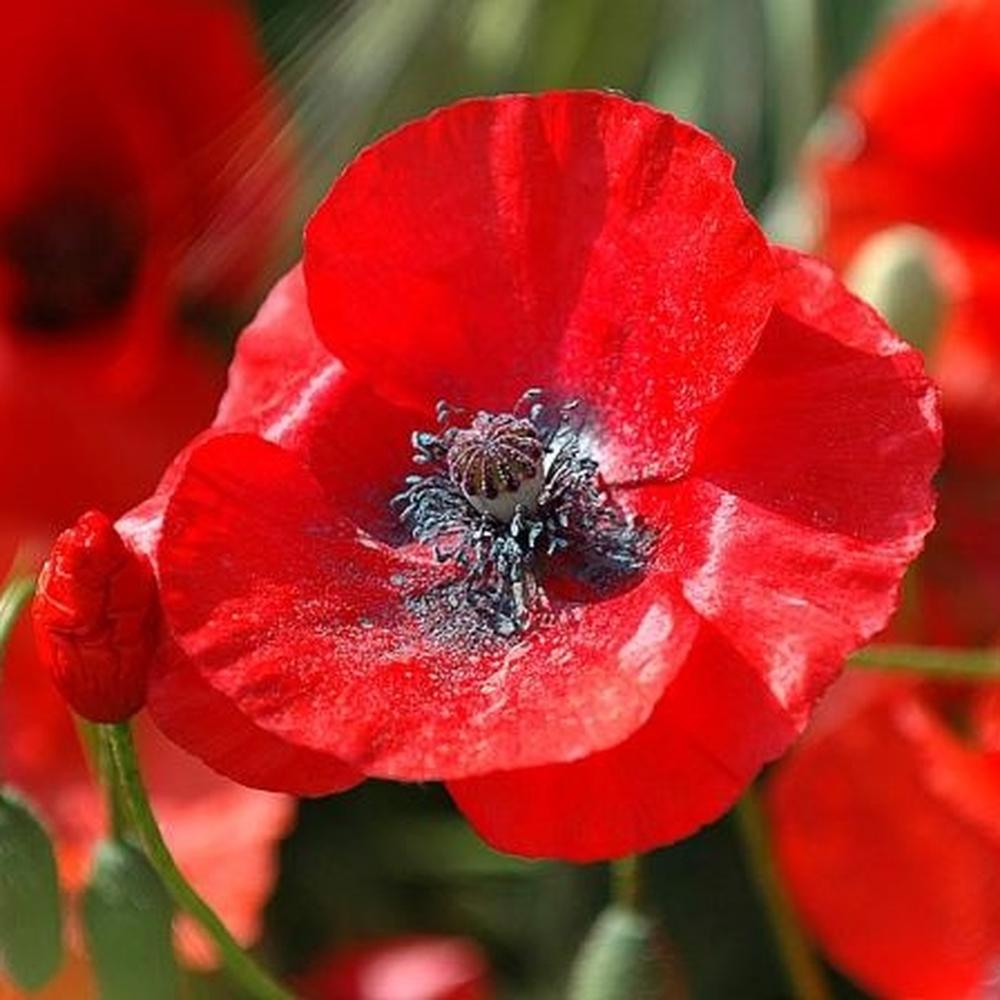 Red Corn Poppy Seeds