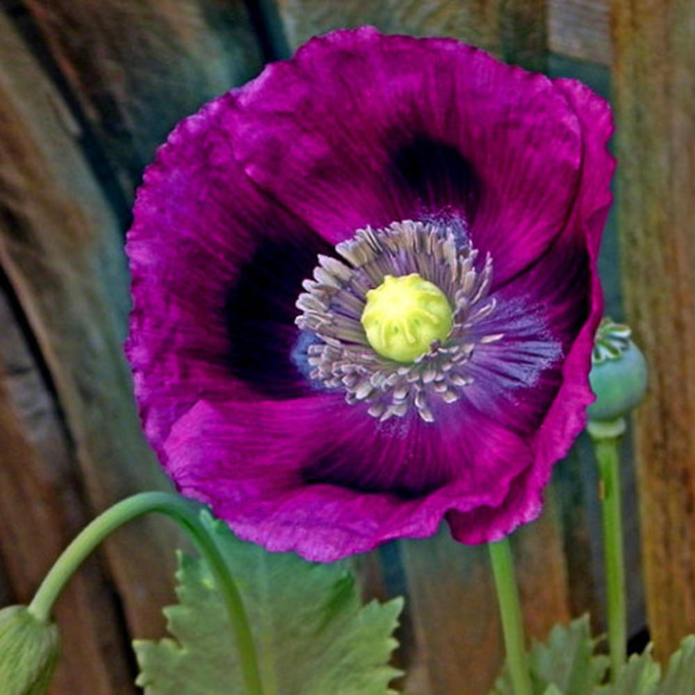 Poppy Seeds - Laurens Grape