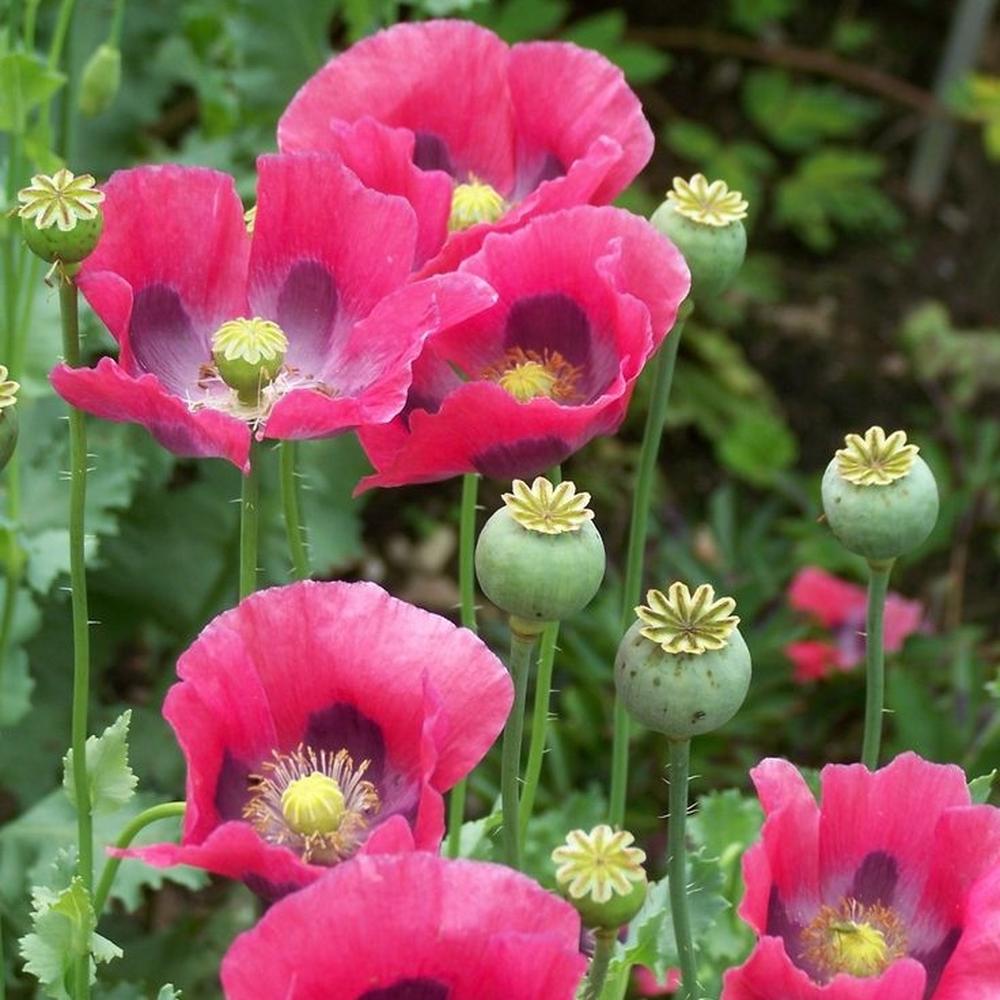 Poppy Seeds - Pepperbox