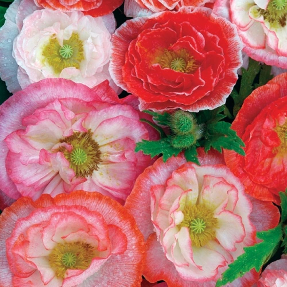 Shirley Poppy Seeds - Mixed Double