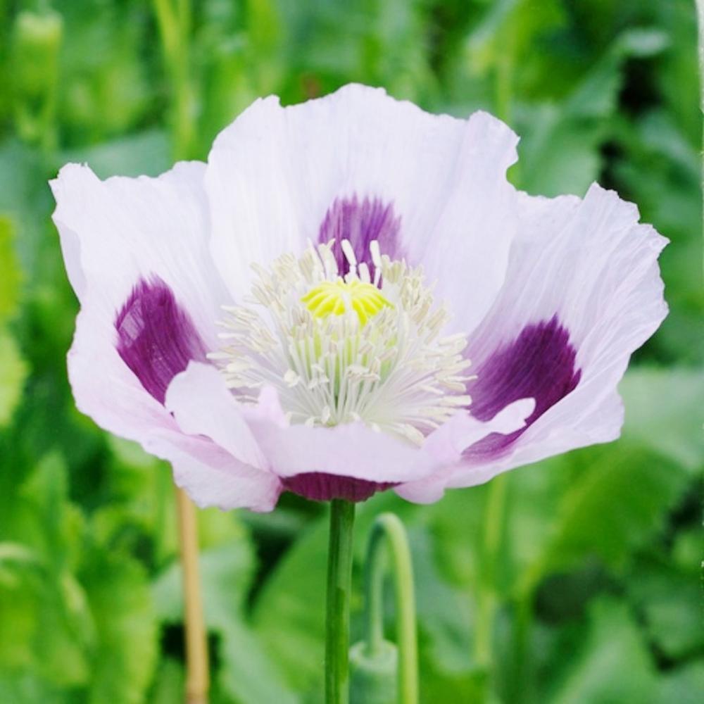 Poppy Seeds - Blue Moon