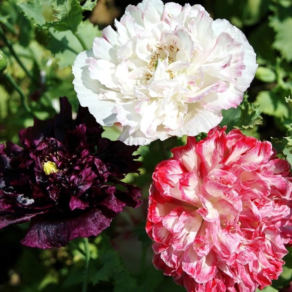 Poppy Peony Seeds - Antique Shades