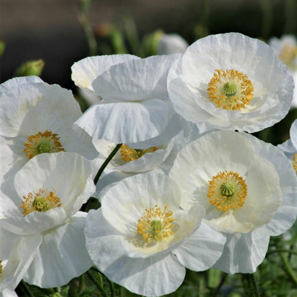 Poppy Seeds - Bridal Silk