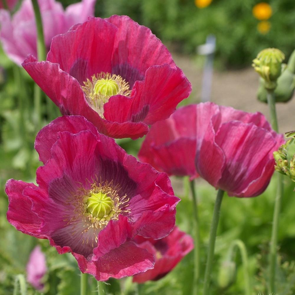 Poppy Seeds - Hens & Chicks