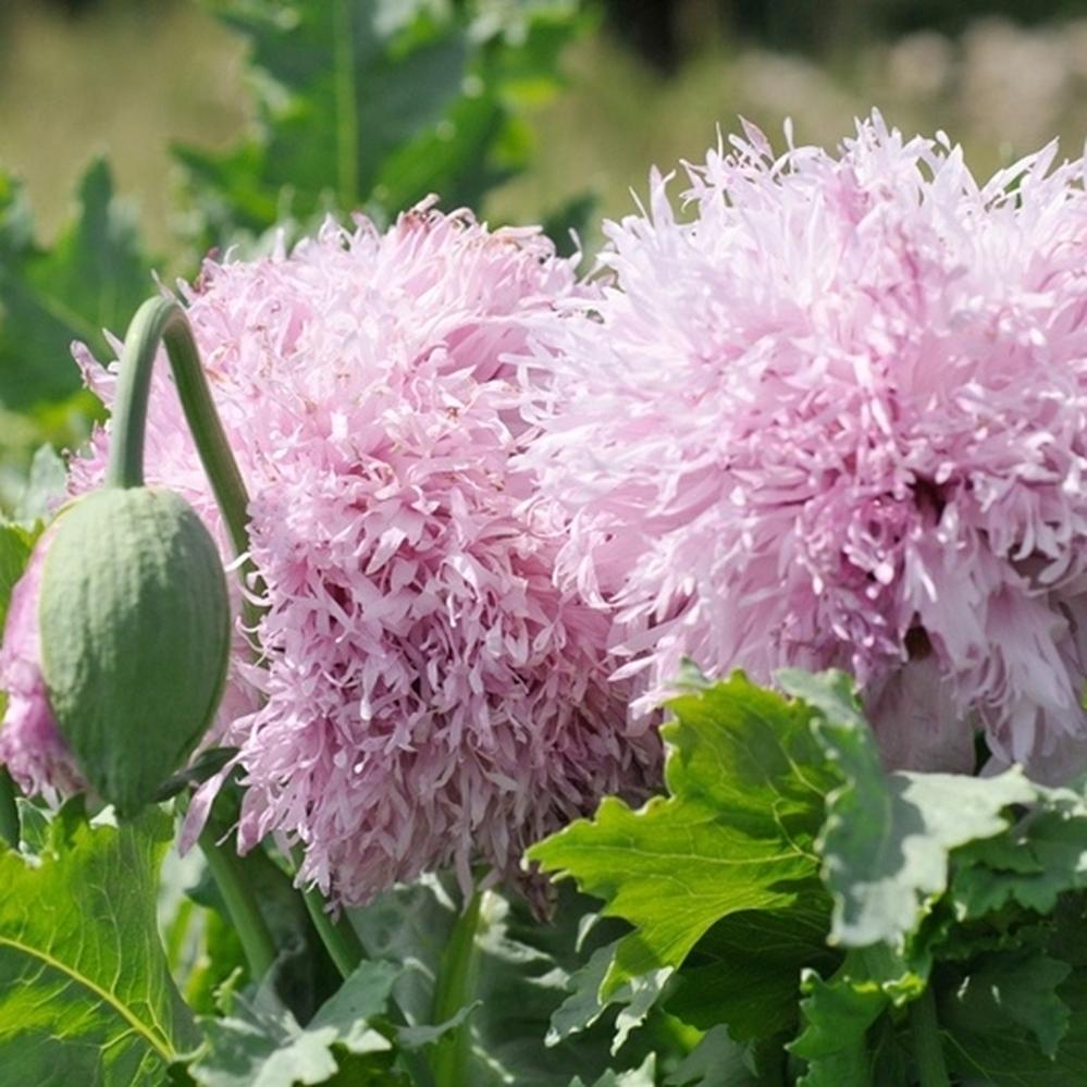 Poppy Seeds - Lilac Pompon