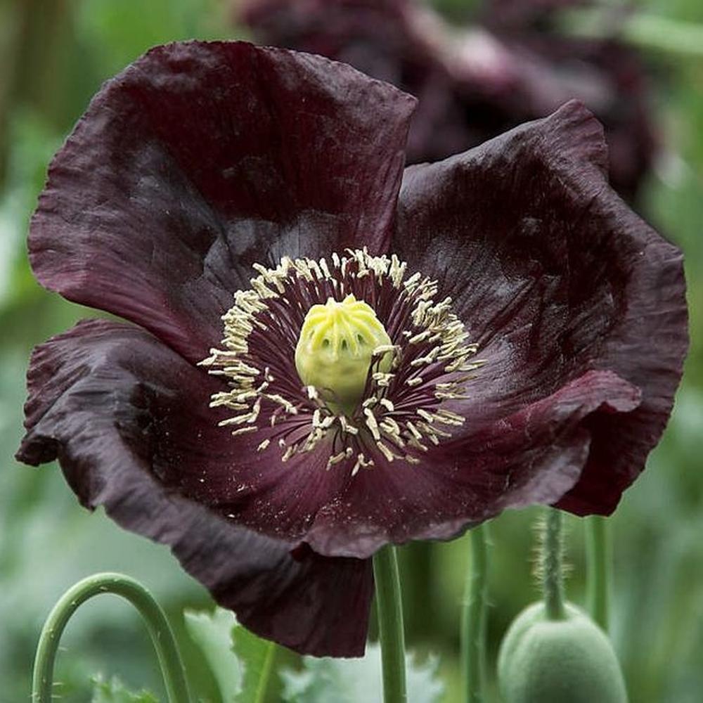 Poppy Seeds - Midnight