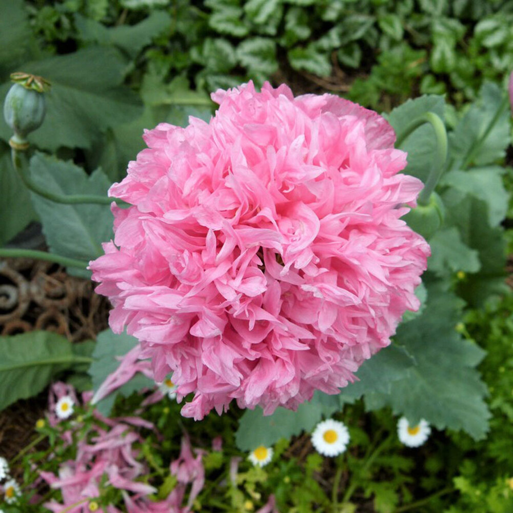 Poppy Peony Seeds - Pale Rose