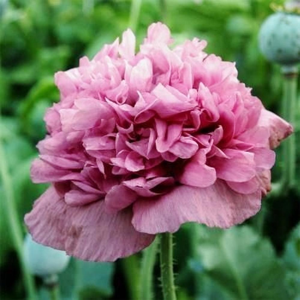 Poppy Seeds - Violetta Blush