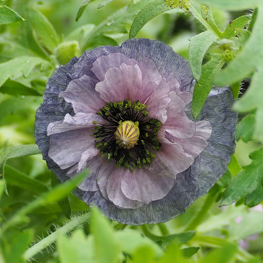 Poppy Seeds - Shirley Amazing Grey