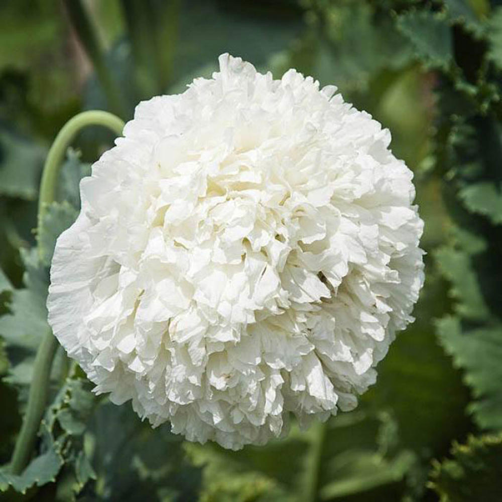 Poppy Seeds - White Cloud