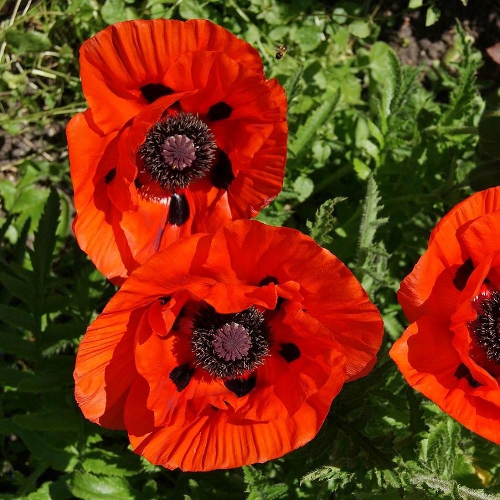 Oriental Poppy Seeds - Orange-Scarlet