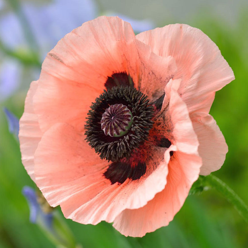 Oriental Poppy Seeds - Princess Victoria Louise