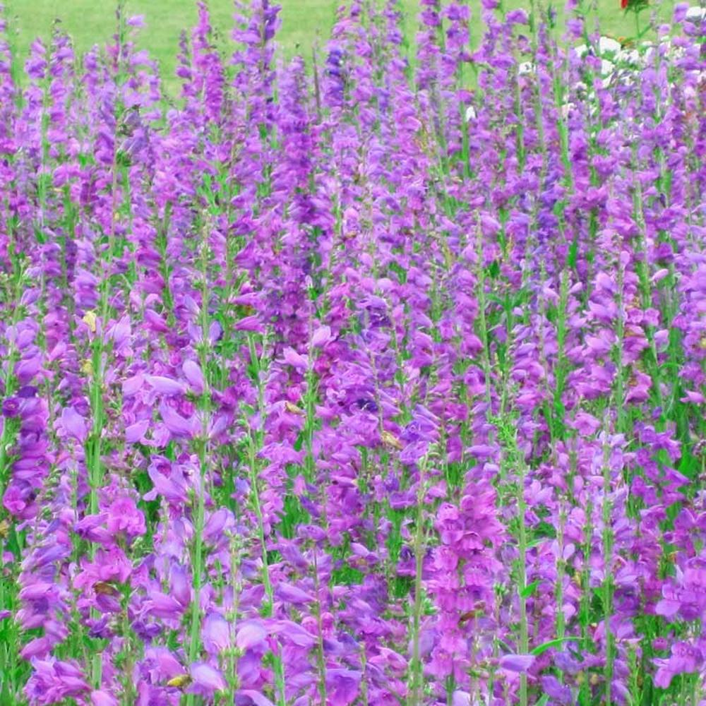 Rocky Mountain Penstemon Seeds