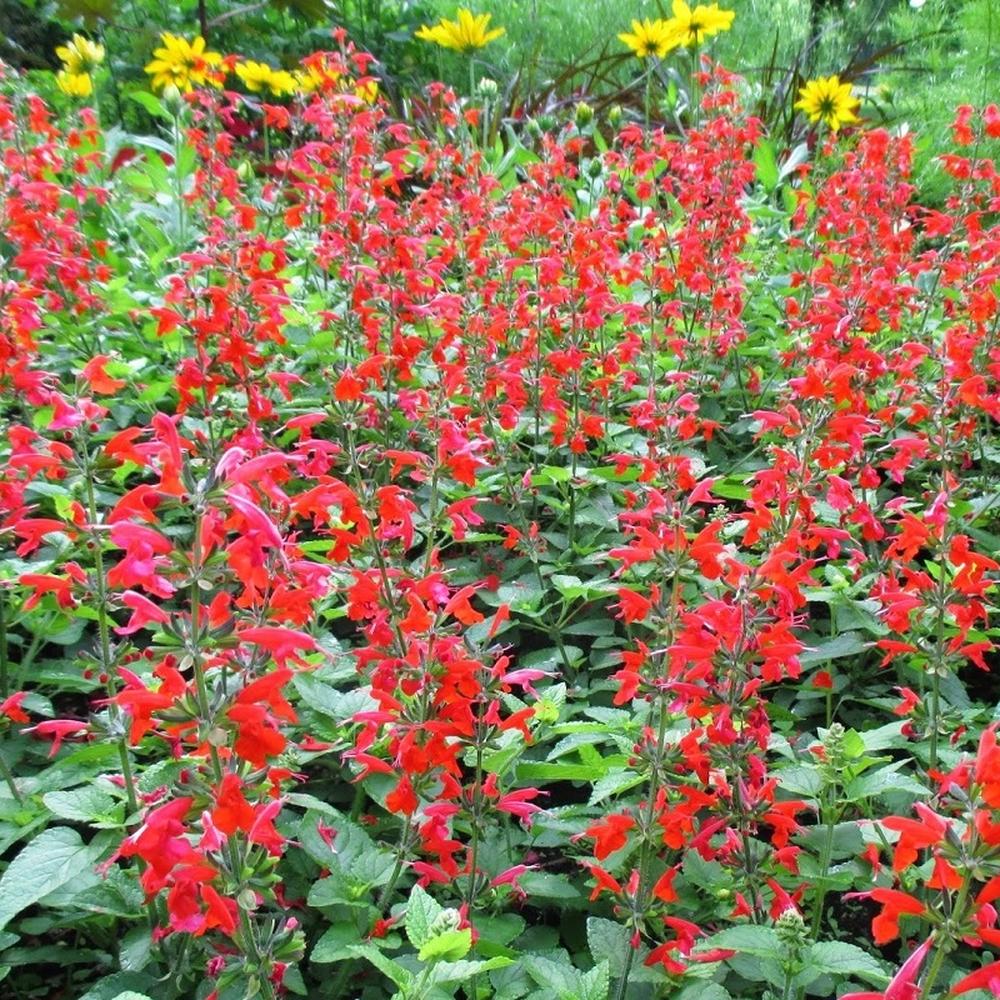 Scarlet Sage Seeds