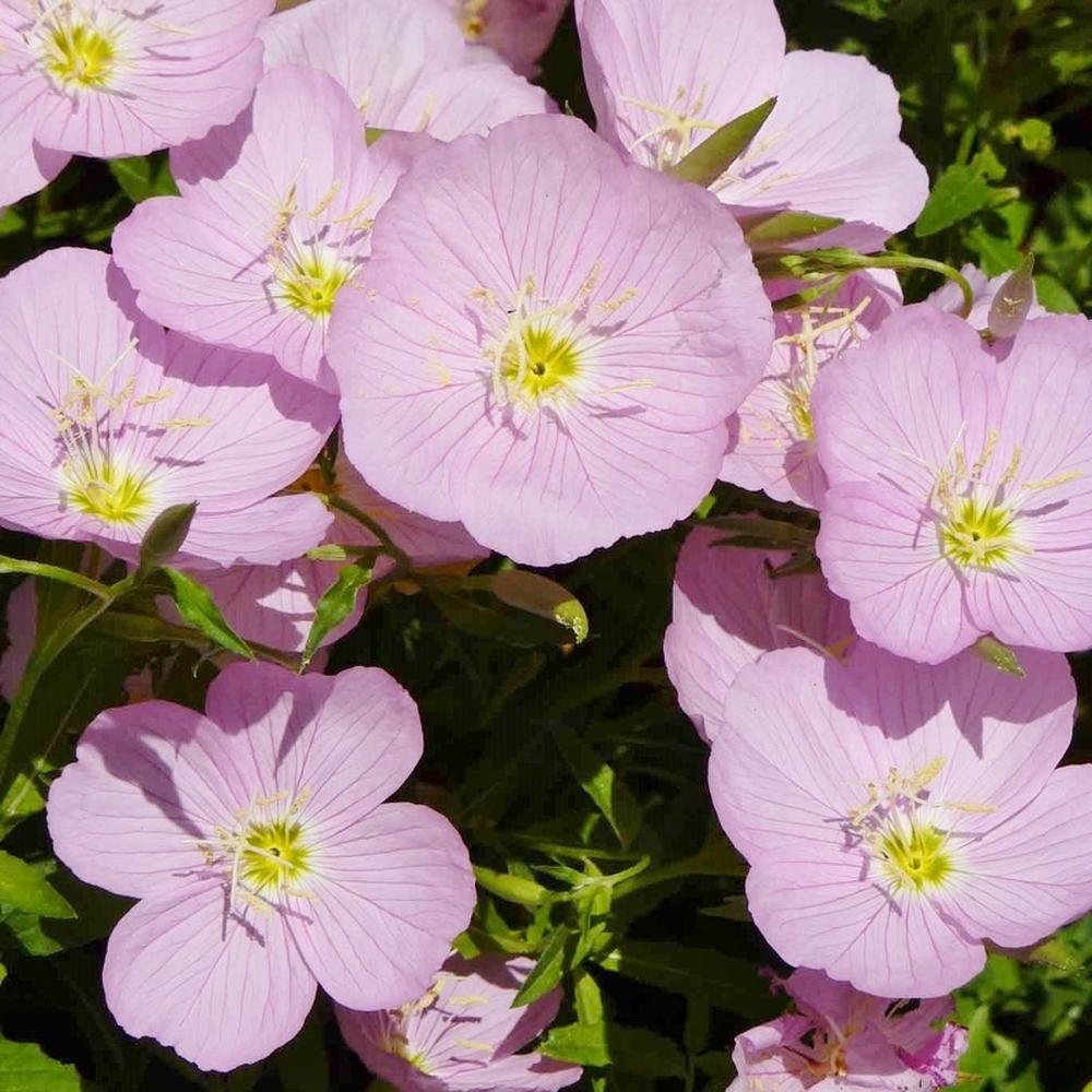 Showy Evening Primrose Seeds