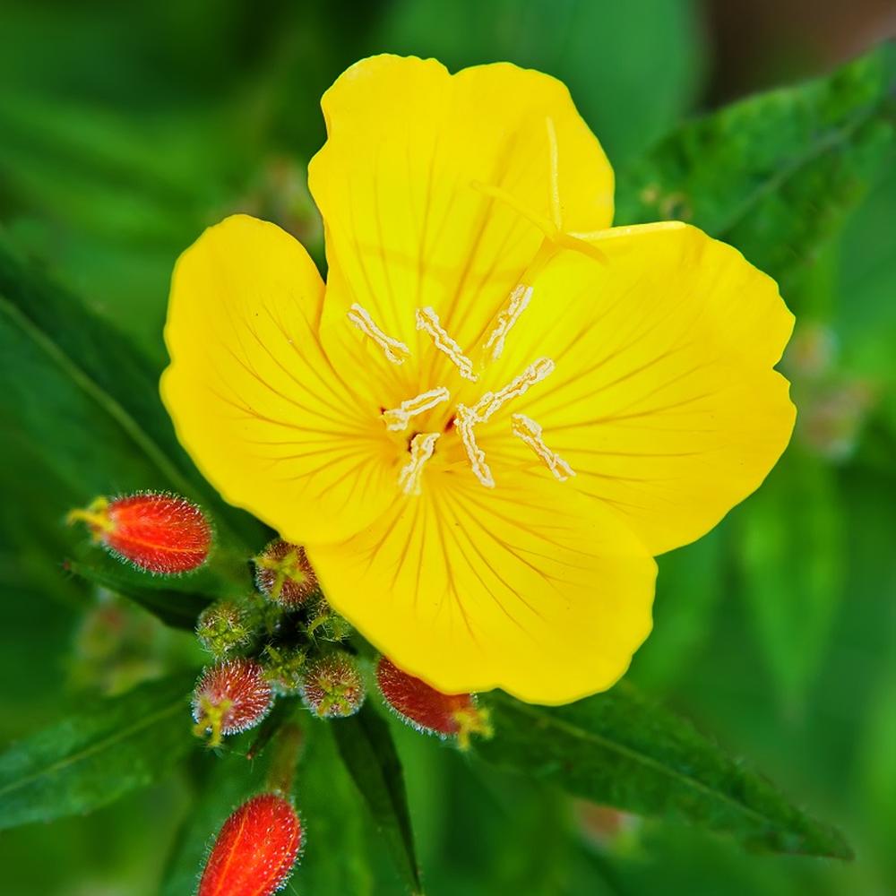 Evening Primrose Seeds