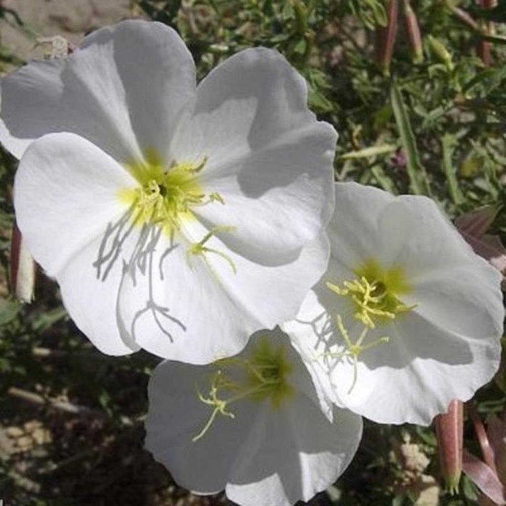 Pale Evening Primrose Seeds