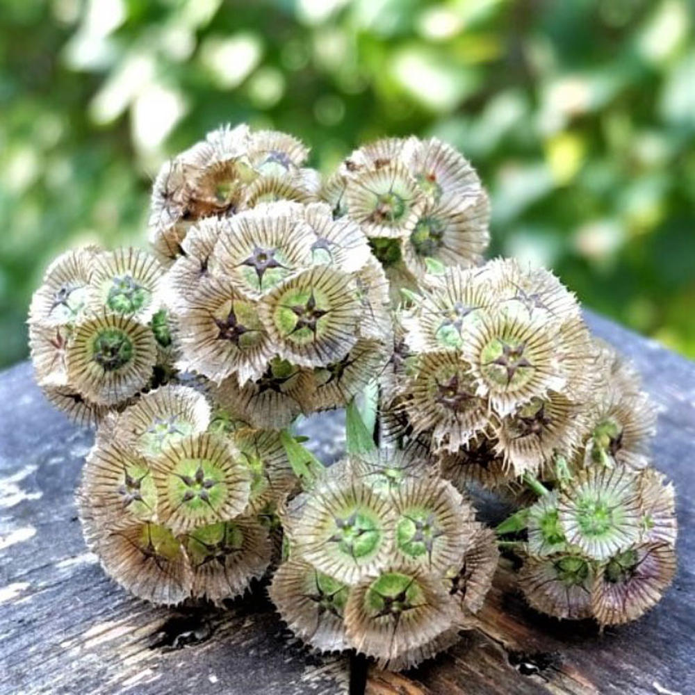 Starflower Seeds