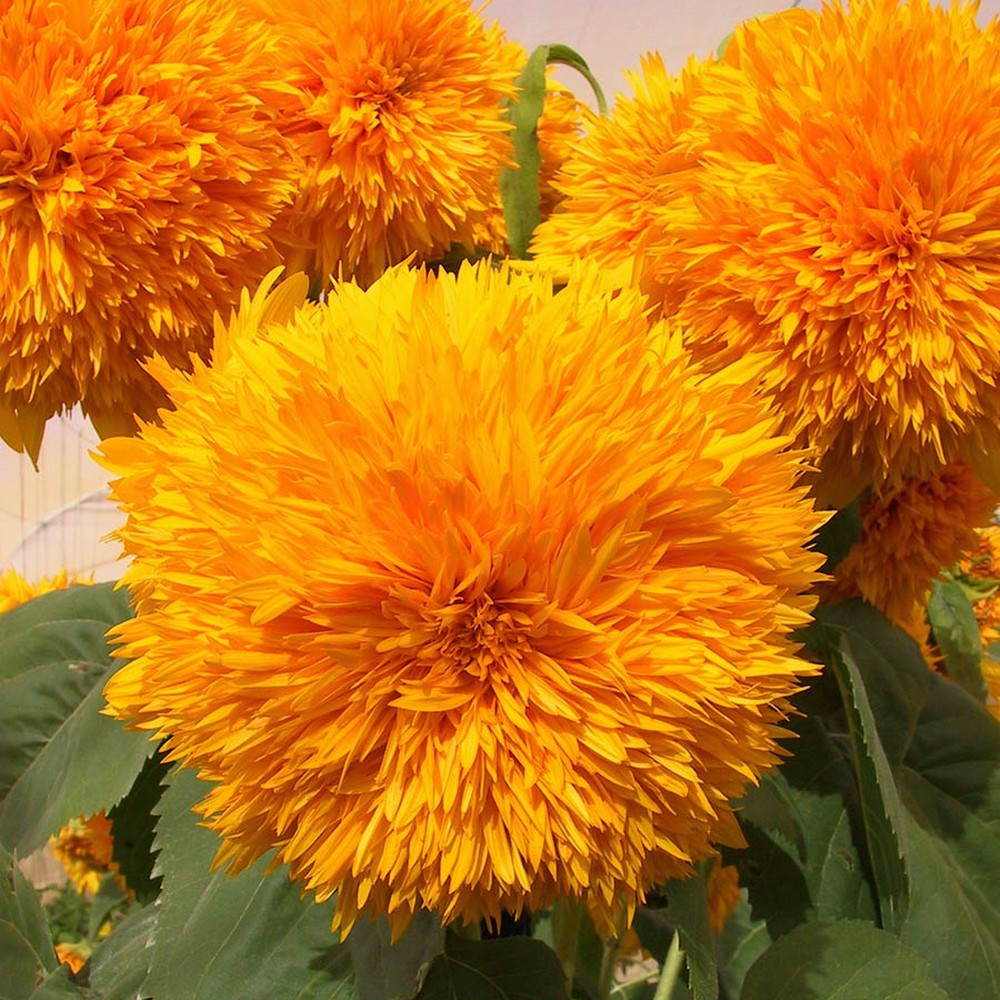 Sunflower Seeds (Organic) - Goldie F1