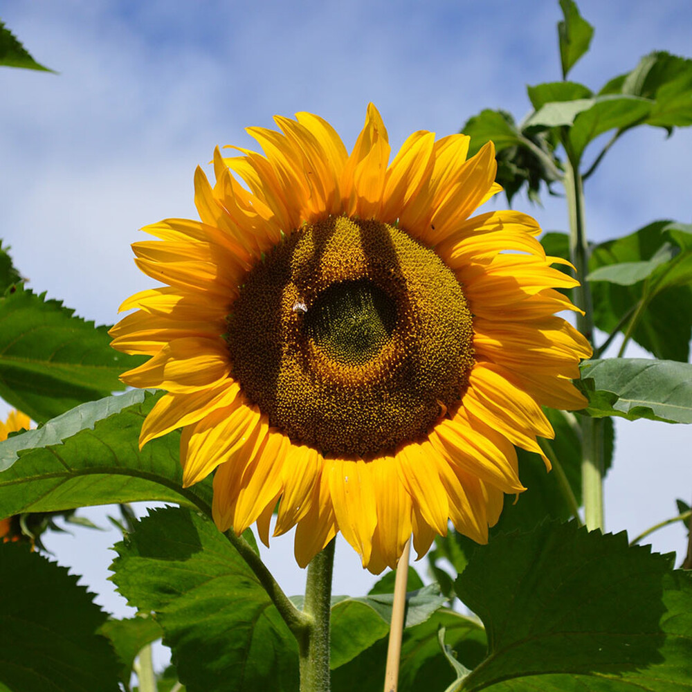 Sunflower Seeds - Mammoth Grey-Stripe