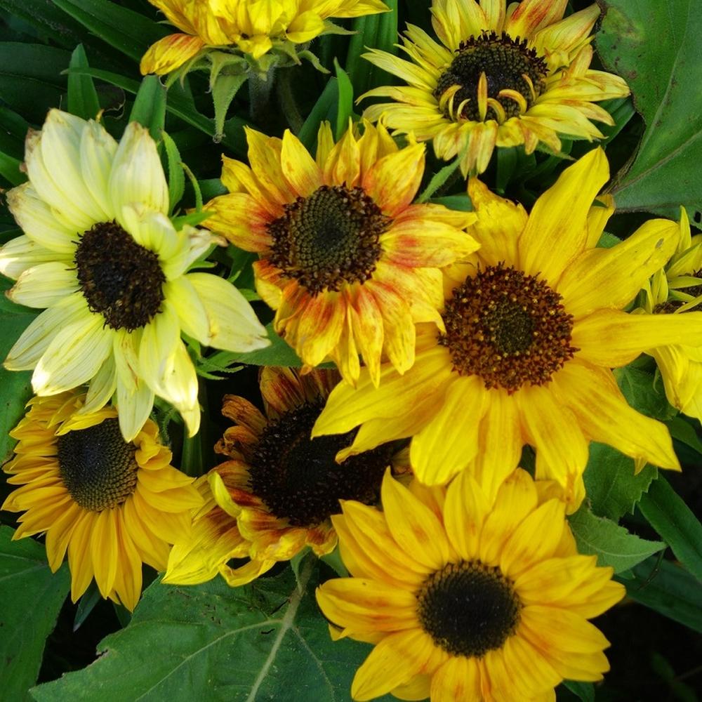 Sunflower Seeds (Dwarf) - Distino Mix