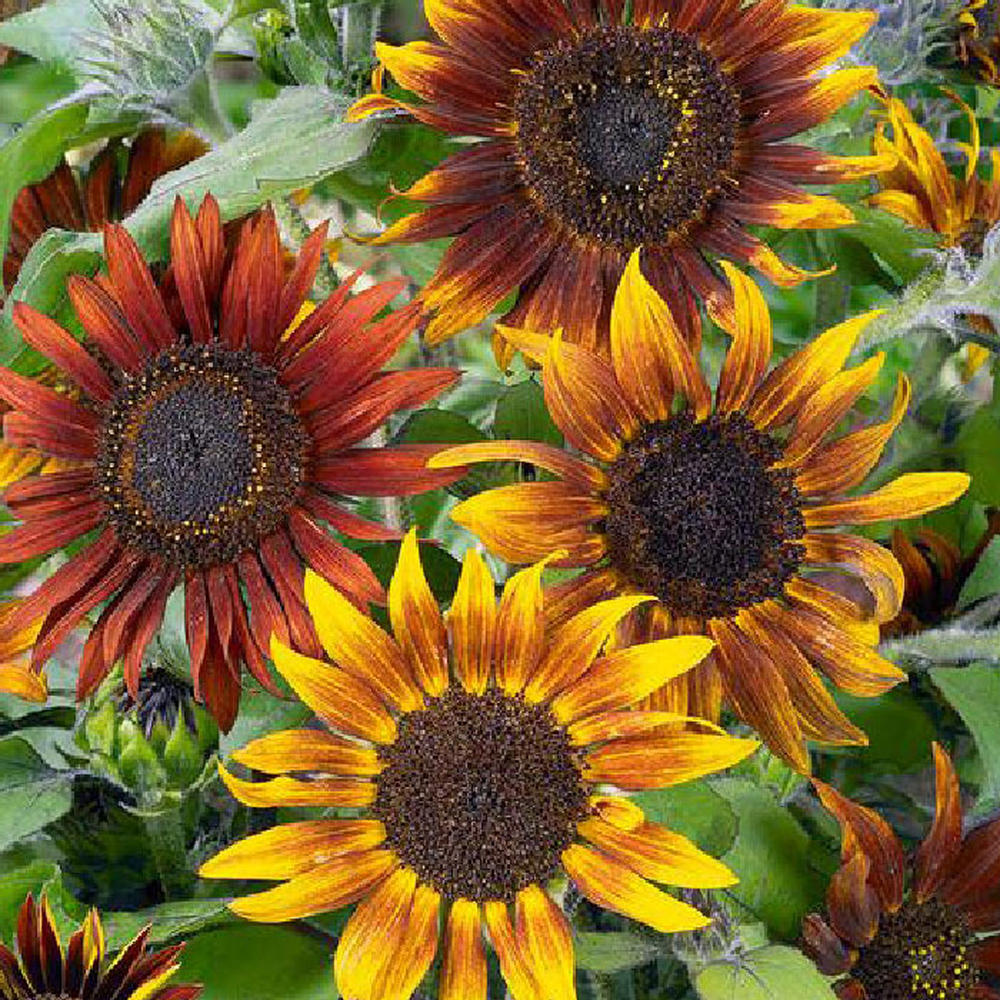 Sunflower Seeds (Dwarf) - Mardi Gras Blend