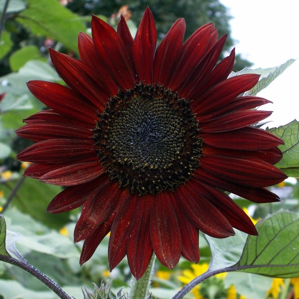 Sunflower Seeds - Chocolate