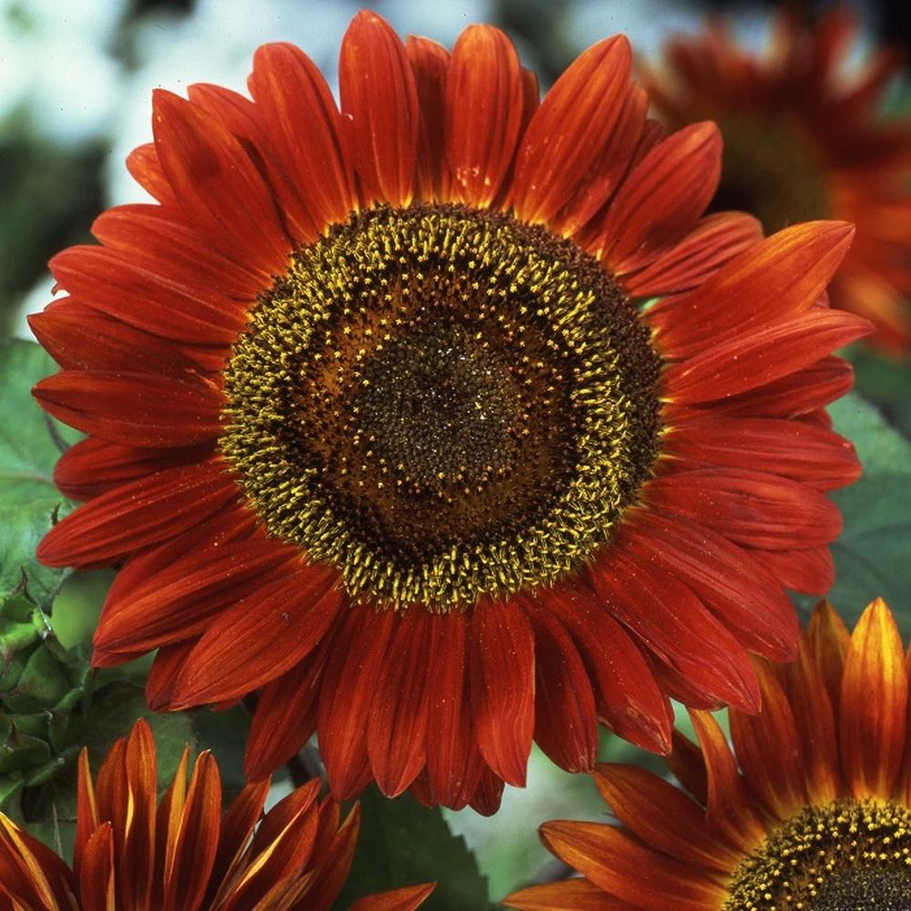 Sunflower Seeds - Evening Sun