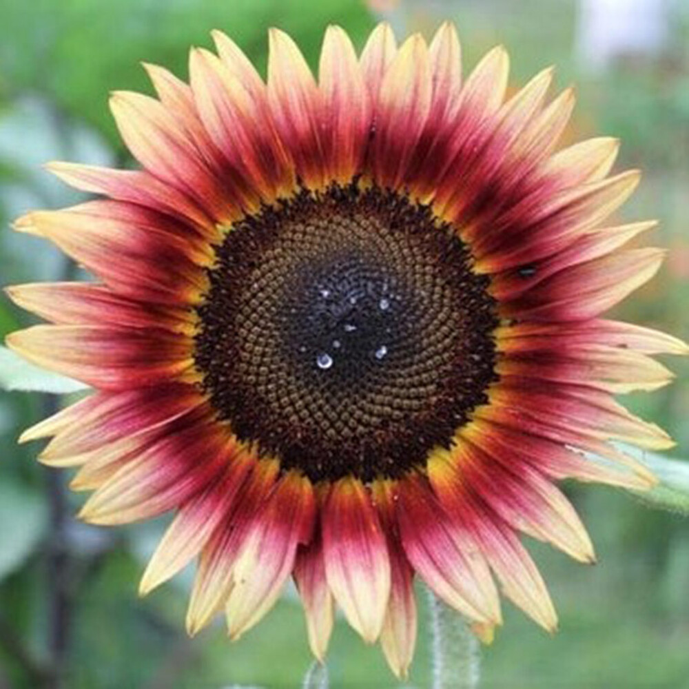 Sunflower Seeds - Indian Blanket
