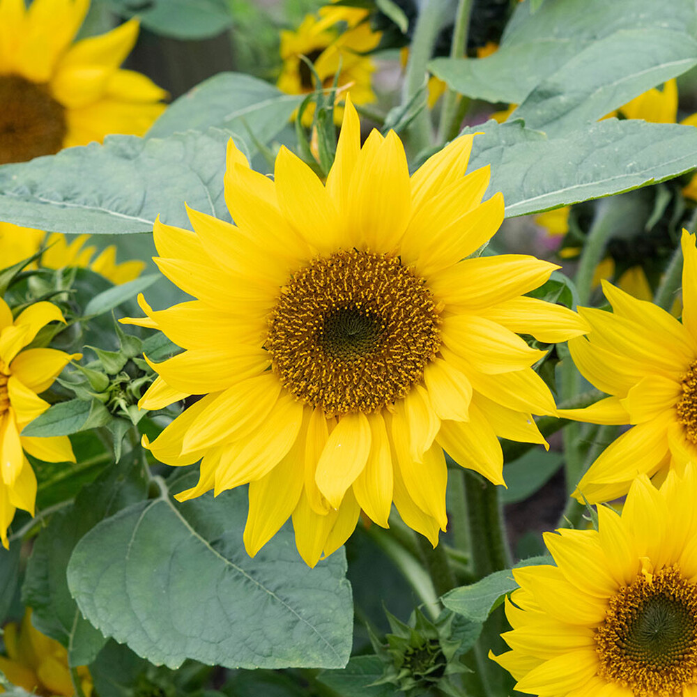 Sunflower Seeds (Dwarf) - Bambino