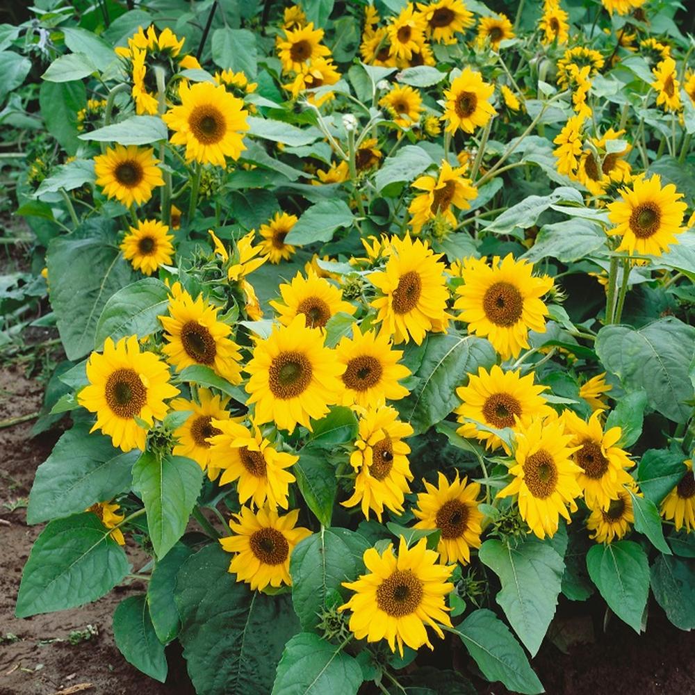 Sunflower Seeds (Dwarf) - Topolino