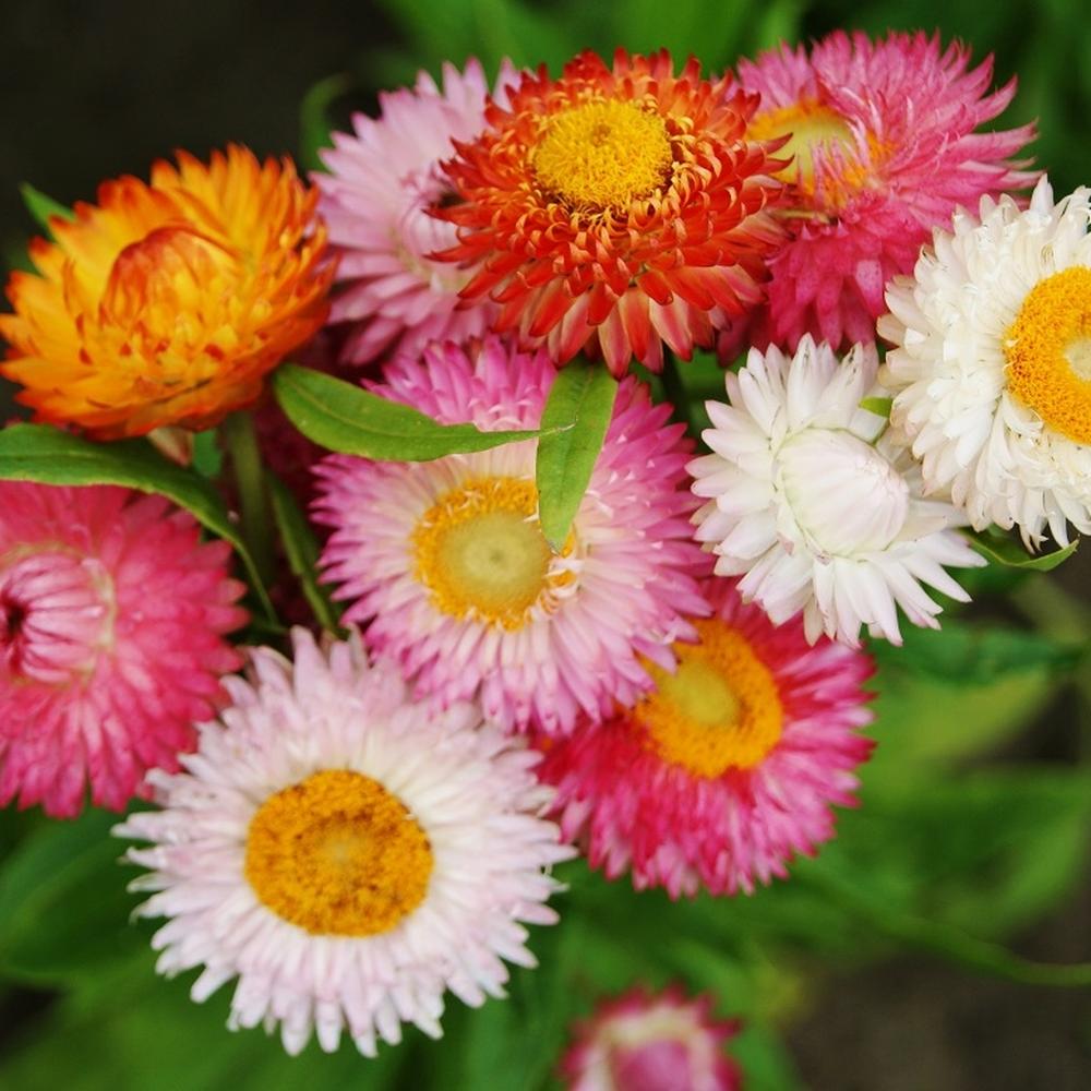 Strawflower Seeds - Swiss Giant Mix