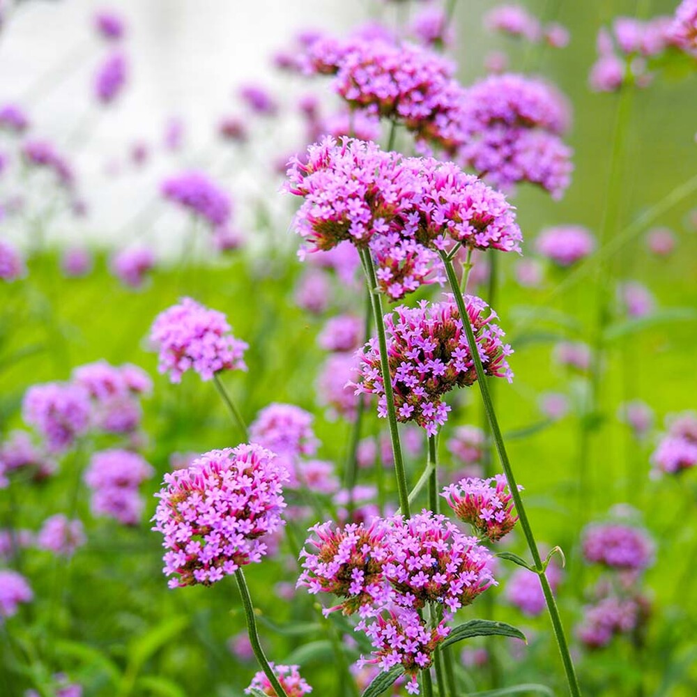 Verbena Seeds - Purple Top