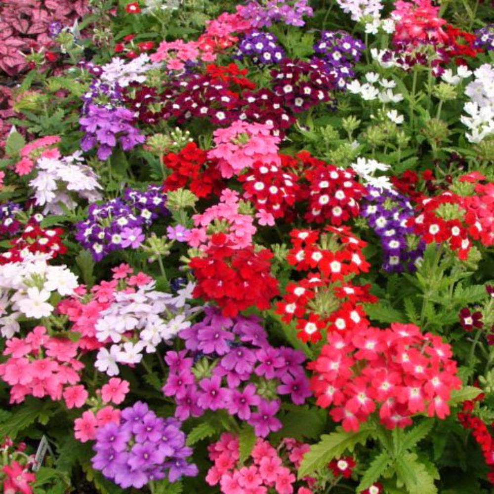 Verbena Seeds - Compacta Mix