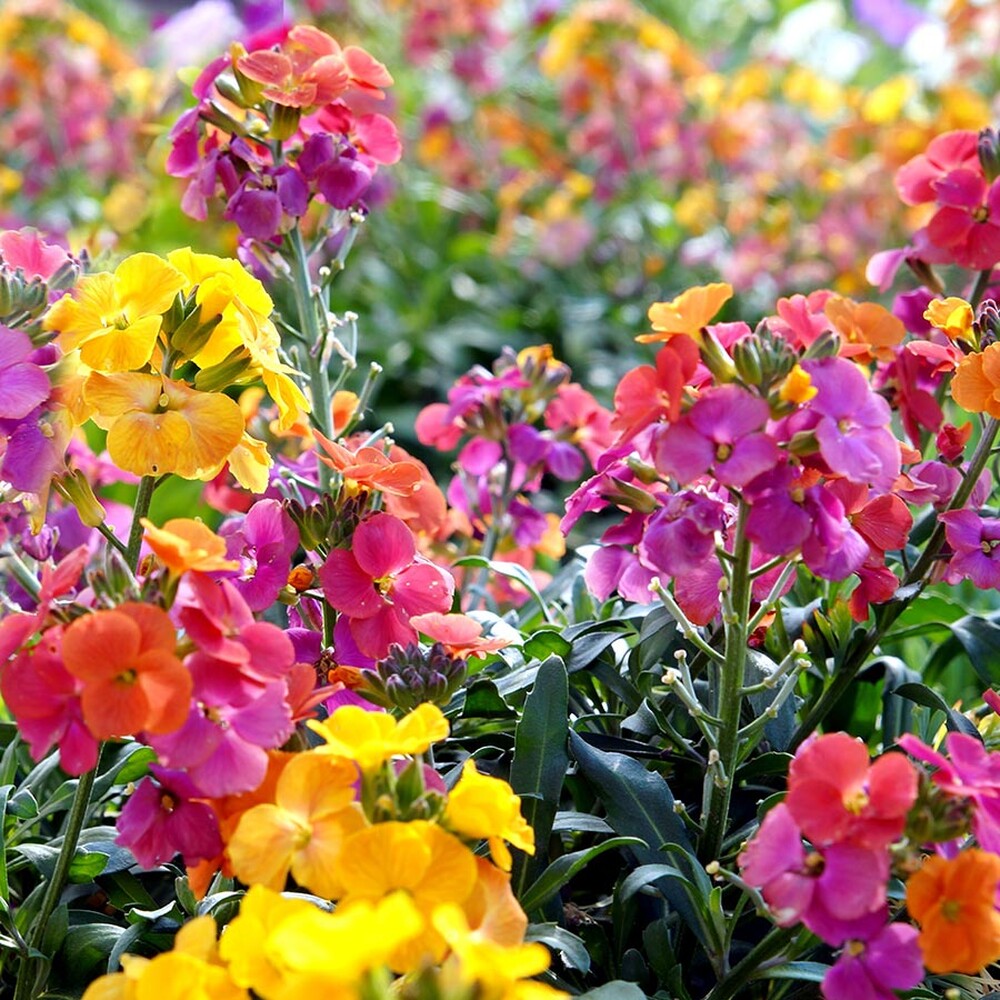 English Wallflower Seeds