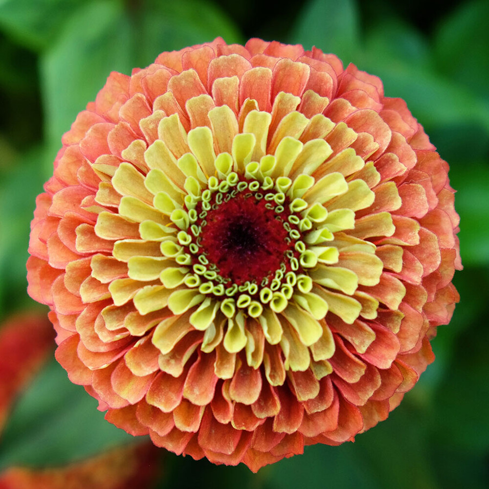 Zinnia Seeds - Queen Lime Orange
