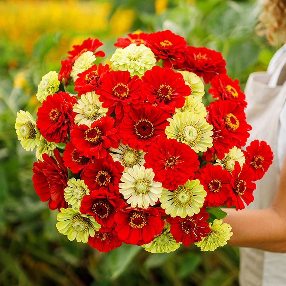 Zinnia Seeds - Christmas in July Mix
