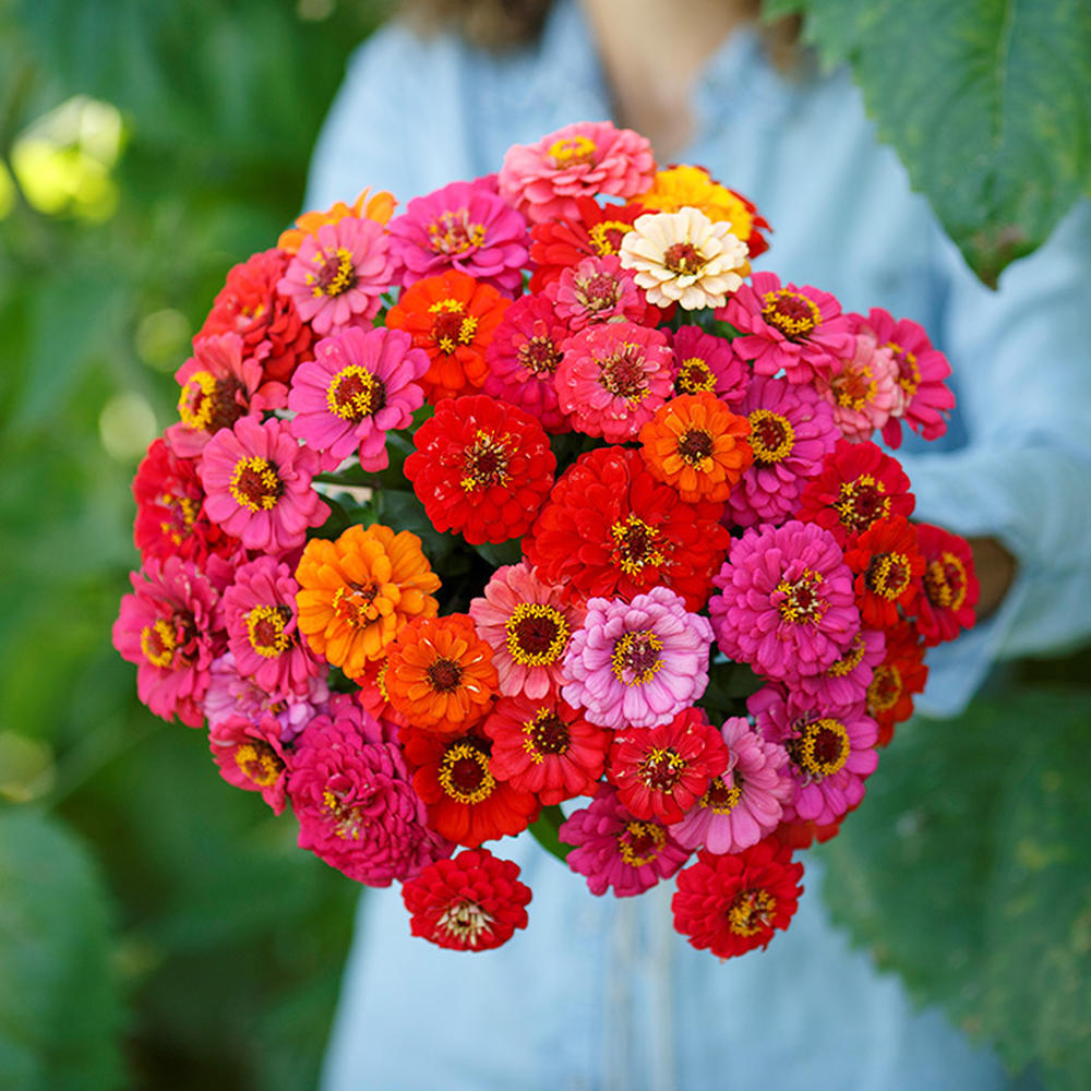 Zinnia Seeds (Dwarf) - Pepito Mix