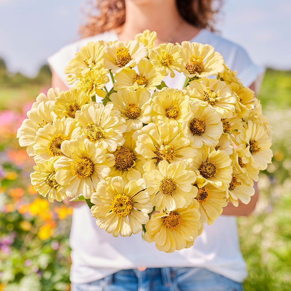 Zinnia Seeds - Isabellina