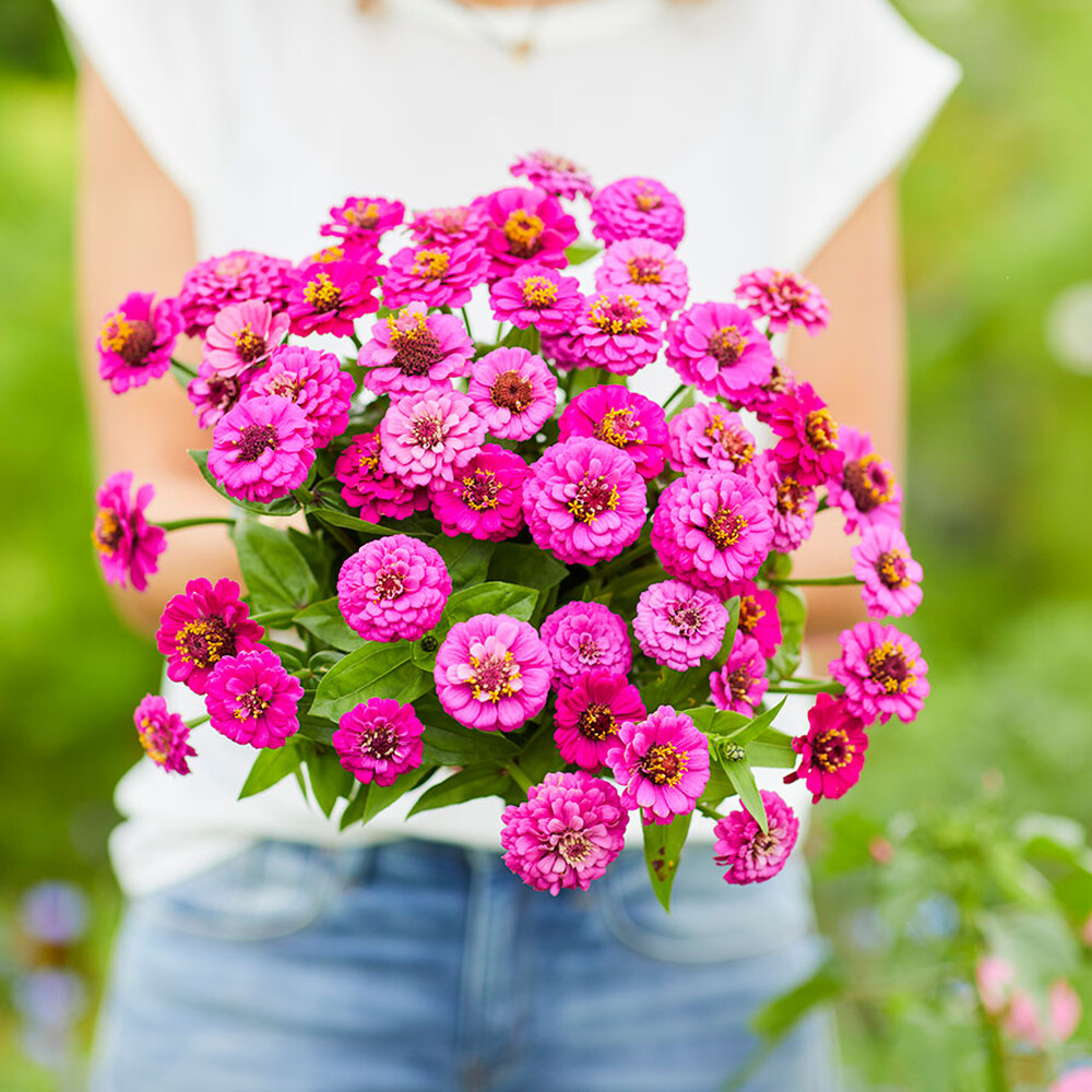 Zinnia Seeds - Lilliput Purple