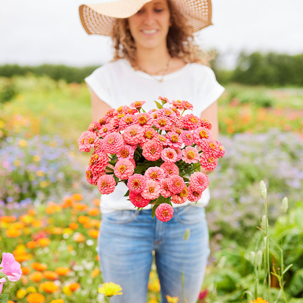 Zinnia Seeds - Lilliput Salmon