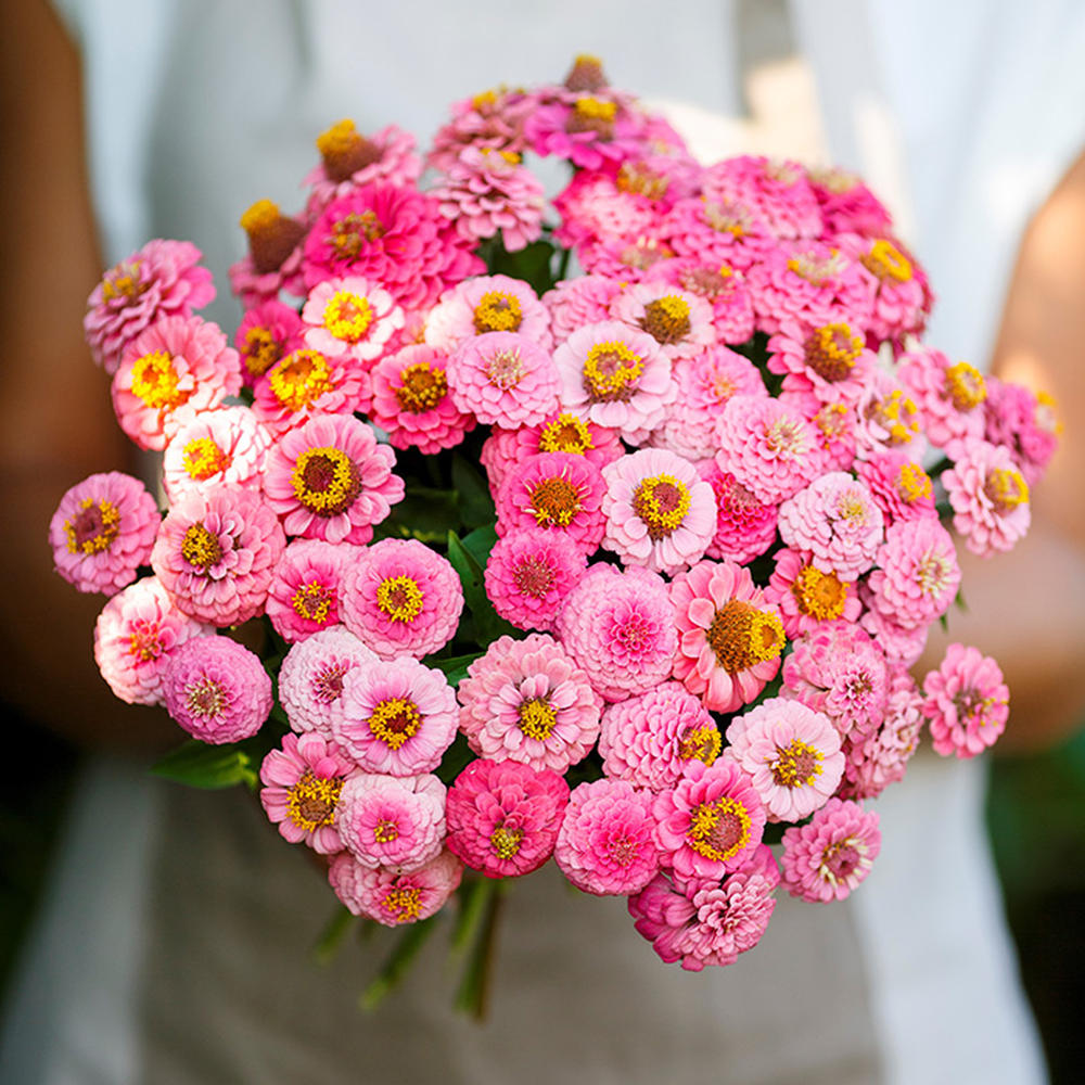 Zinnia Seeds - Lilliput Rose
