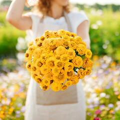 Zinnia Seeds - Lilliput Yellow