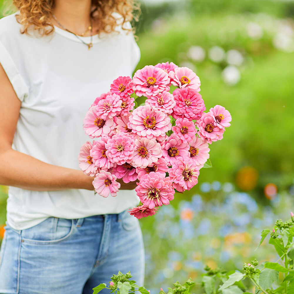 Zinnia Seeds - Luminosa