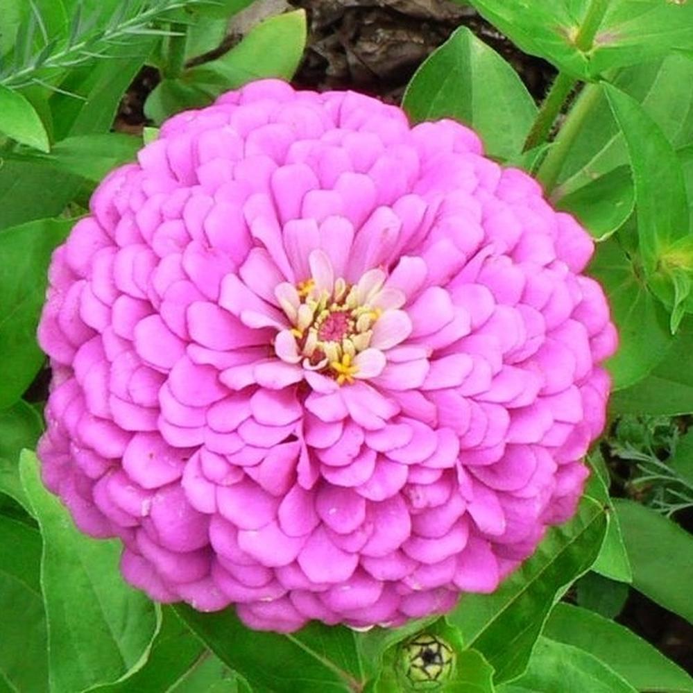 Zinnia Seeds - Miss Willmott