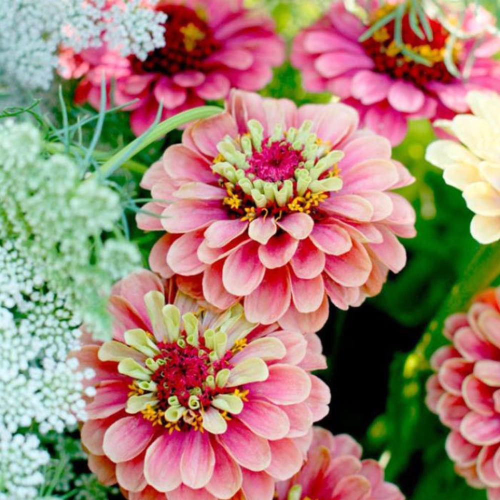 Zinnia Seeds - Queen Lime Red